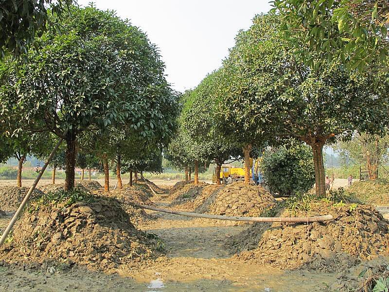 在夏季種植樹木,需要注意哪些 在夏季種植樹木,需要注意哪些